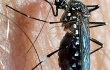Mengenal Bakteri Wolbachia, Solusi untuk Lumpuhkan Nyamuk Demam Berdarah