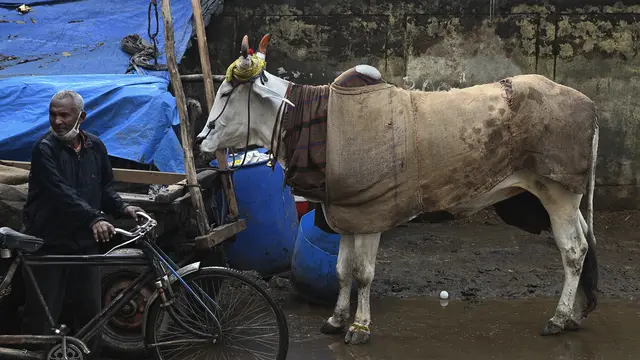 Warga India Lindungi Sapi dari Cuaca Dingin