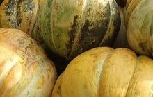 10 Manfaat Luar Biasa Blewah, Buah Kesayangan di Momen Buka Puasa