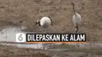 THUMBNAIL BURUNG