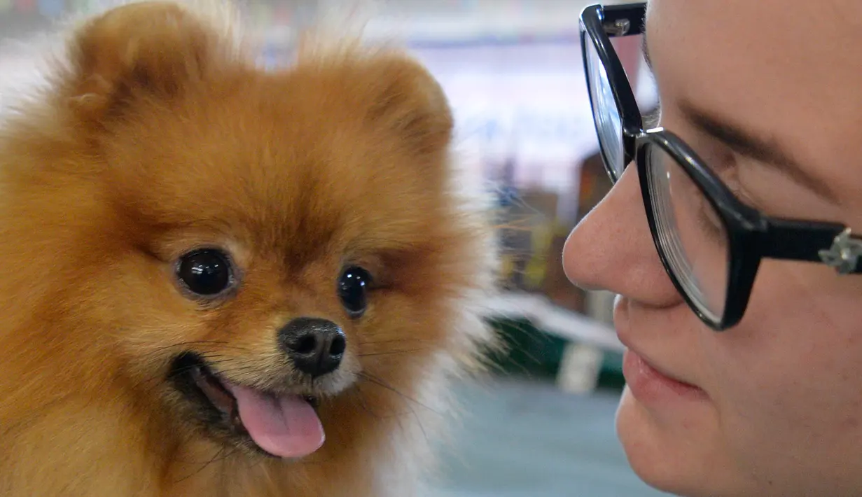 Seorang pemilik menyiapkan anjing Pomeranian pada pameran anjing Internasional di Bishkek (01/10). Para peternak anjing asal Rusia, Kazakhstan dan Kirgistan ambil bagian dalam pameran tersebut. (AFP PHOTO / Vyacheslav OSELEDKO)