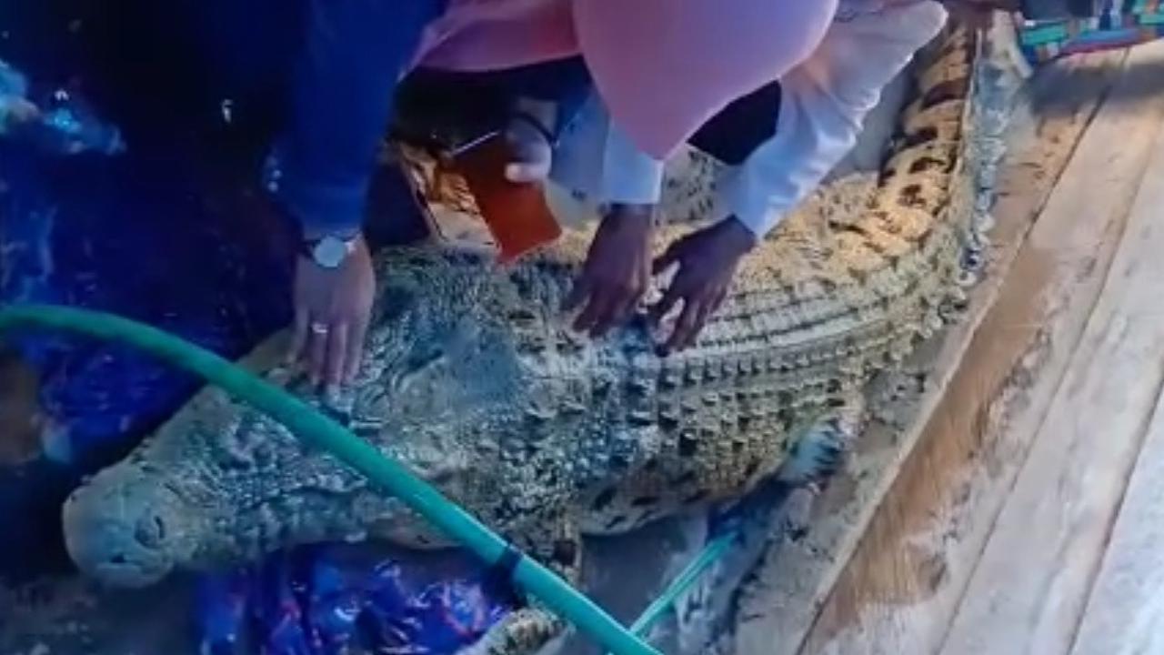 Buaya yang muncul dan menerkam salah seorang warga di Kolaka.(Liputan6.com/Ahmad Akbar Fua)