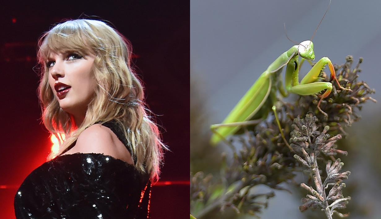 Taylor Swift pernah bekerja sebagai penangkap belalang. Ia bekerja di perkebunan jadi rumah pembelinya tak terkena belalang saat membeli tumbuhan dari tokonya. (Getty Images-Cosmopolitan)