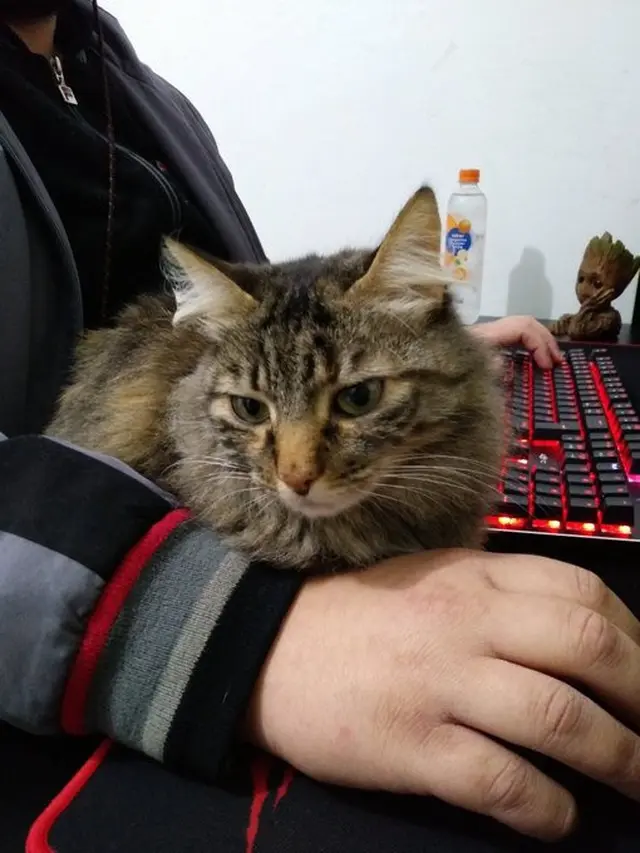 6 Potret Kucing Ganggu Majikan Main Game Ini Bikin Senyum Tipis