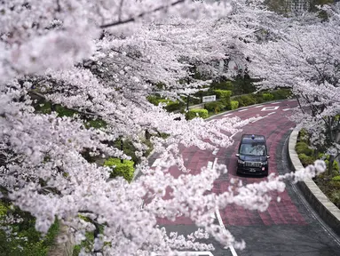 Sebuah taksi melaju di sepanjang deretan bunga sakura yang mekar pada Kamis, 31 Maret 2022, di Tokyo. Bunga sakura, atau "sakura", adalah bunga favorit Jepang dan biasanya mencapai puncaknya pada akhir Maret hingga awal April. (AP Photo/Eugene Hoshiko)