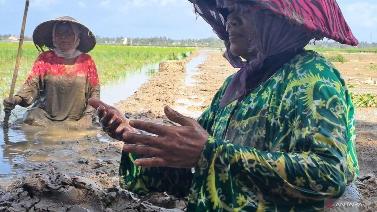 Rehabilitasi Sawah Pascabencana: Petani Aceh Kembali Bertani dengan Harapan Baru