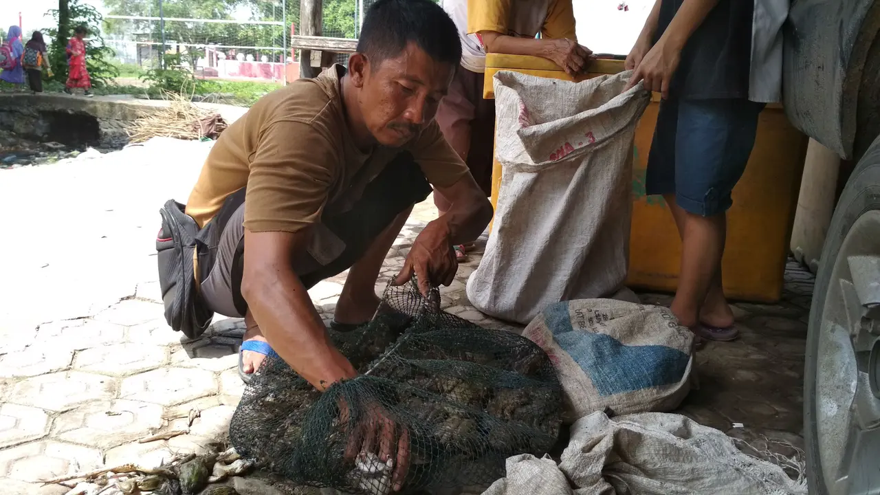 Cerita Warga Cirebon Mengolah Katak Jadi Sumber Rejeki