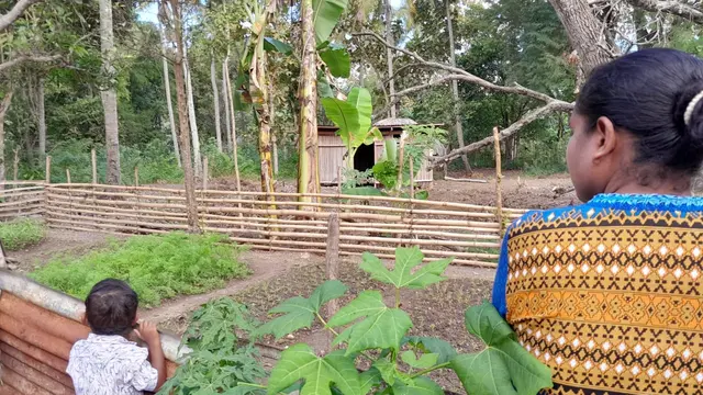 Kebun Gizi milik salah satu warga di Desa Sopo, TTS, NTT menanam wortel juga tomat.