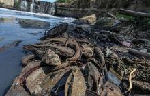 Buru Ikan Sapu-Sapu, Pemkot Jaksel Bakal Kuras Phb Setu Babakan