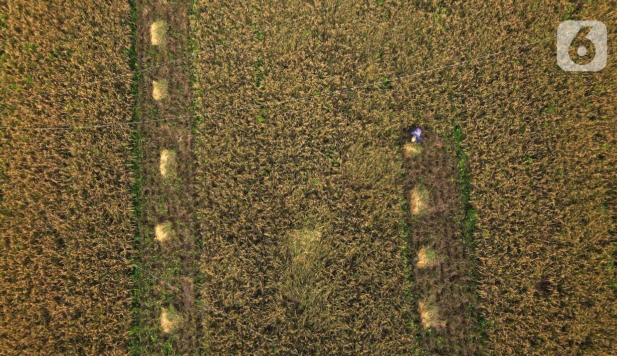 Pandangan udara saat petani memanen padi dari Sawah Abadi di kawasan Ujung Menteng, Jakarta, Rabu (23/2/2022). Padi hasil panen tersebut tidak dijadikan beras, tapi dijadikan benih untuk dibagikan kepada kelompok tani yang ada di wilayah Jakarta. (merdeka.com/Imam Buhori)