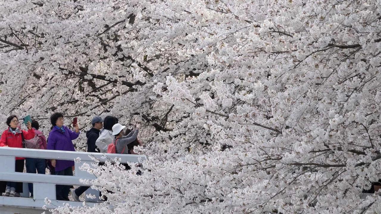 FOTO: Mekarnya Bunga Sakura Warnai Musim Semi di Seoul
