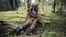 Seekor anjing bernama Cola yang menggunakan kaki palsu di dua kaki depannya bersantai ditempat teduh di Phuket, Thailand (12/12). Meski menggunakan kaki palsu, Cola tetap lincah seperti anjing normal lainnya. (AFP Photo/Lilian Suwanrumpha)