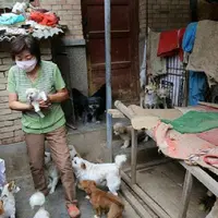 Seorang wanita paruh baya merawat anjing liar bagaikan "cucunya" | foto : Shanghaiist.com