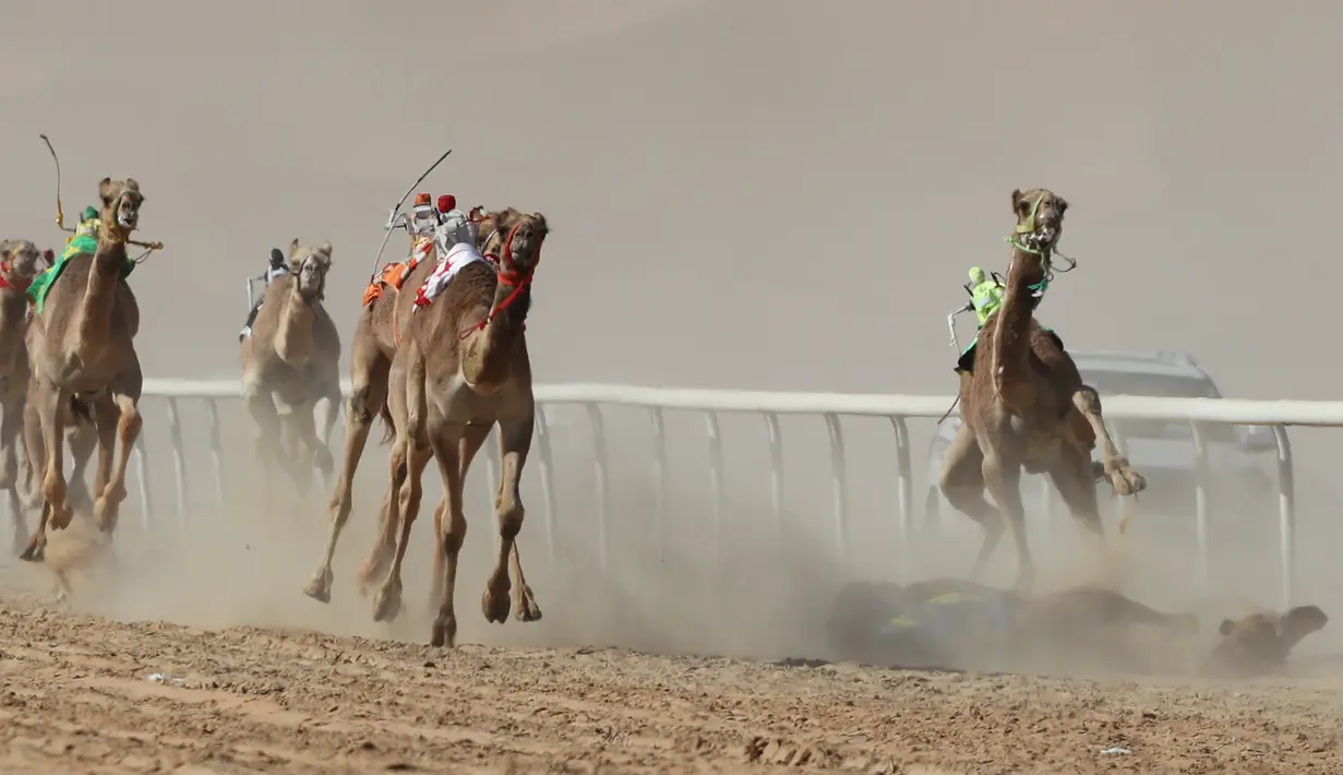 Seekor unta terjatuh (kanan bawah) saat mengikuti lomba balap Liwa 2018 Moreeb Dune Festival di gurun Liwa, Abu Dhabi (26/12). (AFP Photo/Karim Sahib)