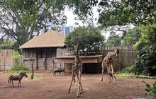 Wali Kota Farhan Pastikan Seleksi Transparan Pengelola Bandung Zoo Baru