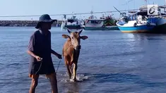 Menjelang hari raya Idul Adha, permintaan sapi di Situbondo Jawa Timur  meningkat 30 hingga 40 persen. Para pedagang harus mendatangkan sapi dari kepulauan Madura yang harganya lebih murah. Sapi sapi itu terpaksa dilempar ke laut  karena tidak ada pe...