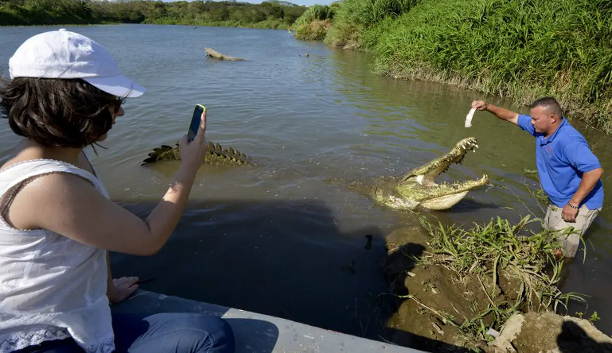 Seorang wanita mengambil gambar seorang petugas yang sedang memberi makan seekor buaya di Sungai Tarcoles, Rio Grande, Kosta Rika, Jumat (13/3/2015). Buaya menjadi daya tarik objek wisata Sungai Tarcoles. (AFP Photo/Ezequiel Becerra) 