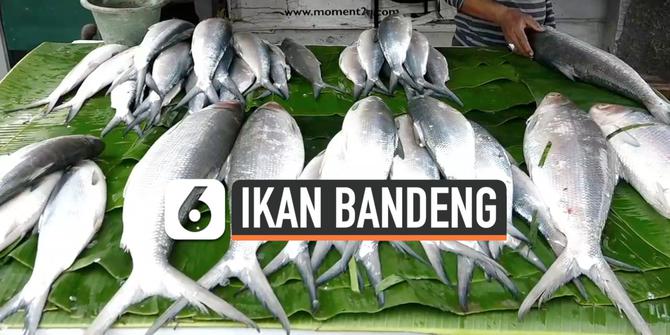 VIDEO: Jelang Imlek, Pedagang Bandeng Mulai Menjamur di Rawa Belong