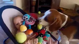 Bukan cuma bola tenis, mainan yang lainnya pun dibawakan oleh sang anjing. Sang bayi menjadi senang dan berhenti menangis (Youtube.com)