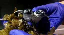 Petugas Scuba Junkie S.E.A.S  menunjukkan bayi penyu berkepala dua di Mabul Turtle Hatchery, Malaysia (18/7/2019). Seekor bayi penyu berkepala dua ditemukan di sarang tetas di Malaysia, penyu tersebut selamat hanya dalam hitungan hari kata kelompok satwa liar. (AFP Photo/Scuba Junkie S.E.A.S)