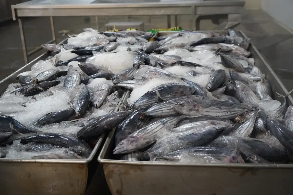 Ikan tuna yang menjadi bahan utama katsuobushi