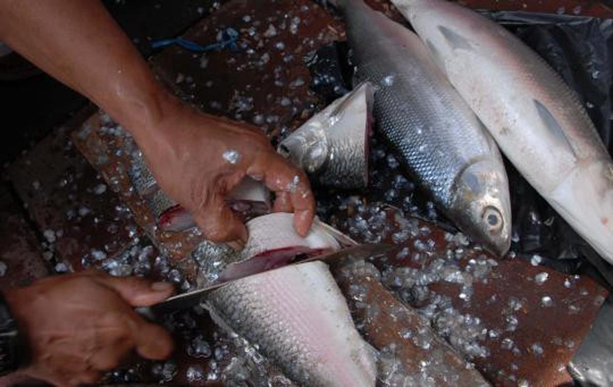 Jelang Imlek, harga Ikan Bandeng mengalami kenaikan