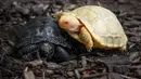 Sebuah gambar pada 3 Juni 2022 menunjukkan bayi kura-kura raksasa Galapagos albino yang unik di punggung kura-kura lain, keduanya lahir pada awal Mei di Tropicarium of Servion, Swiss barat. Sang induk, yang beratnya lebih dari 100 kilogram, bertelur lima pada 11 Februari dan bayi albino menetas pada 1 Mei. (FABRICE COFFRINI/AFP)