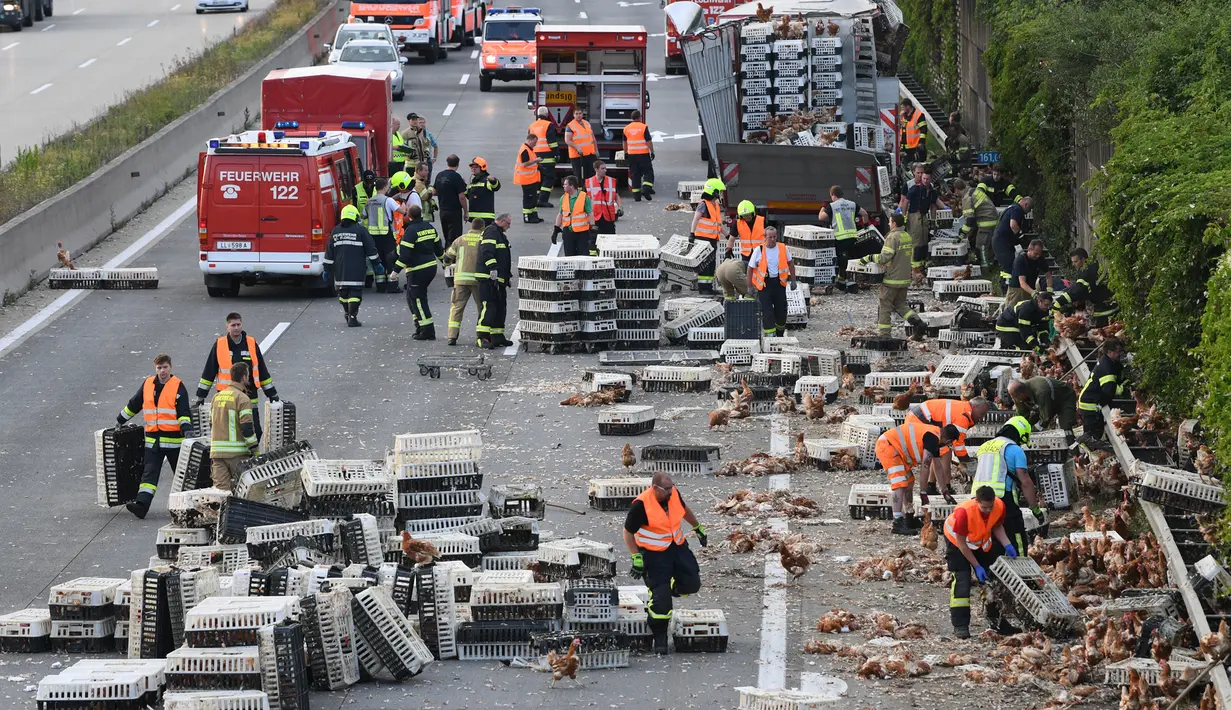 Sejumlah petugas damkar mengumpulkan ayam-ayam yang lepas dari sebuah truk di jalan raya A1 di Asten dekat Linz, Austria (4/7). Ayam yang lepas ini menyebabkan kekacauan lalu lintas. (AFP Photo/APA/FOTOKERSCHI.AT/KERSCHBAUMMAYR)