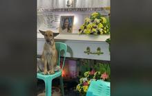 Potret Kesetiaan Anjing kepada Tuannya yang Meninggal, Terus Berada di Samping Jenazah Sambil Salami Pelayat