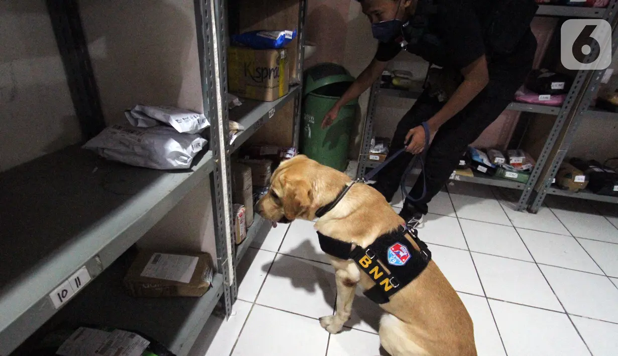 Tim Operasi K9 BNN bersama anjing pelacak menyusuri sejumlah titik di lingkungan Apartemen GMR Jakarta, Sabtu (7/8/2021). Operasi K9 ini merupakan bentuk sinergi antara Inner City Management (ICM) dengan BNN untuk menciptakan lingkungan yang bersih dari peredaran narkoba. (Liputan6.com/Fery Pradolo)