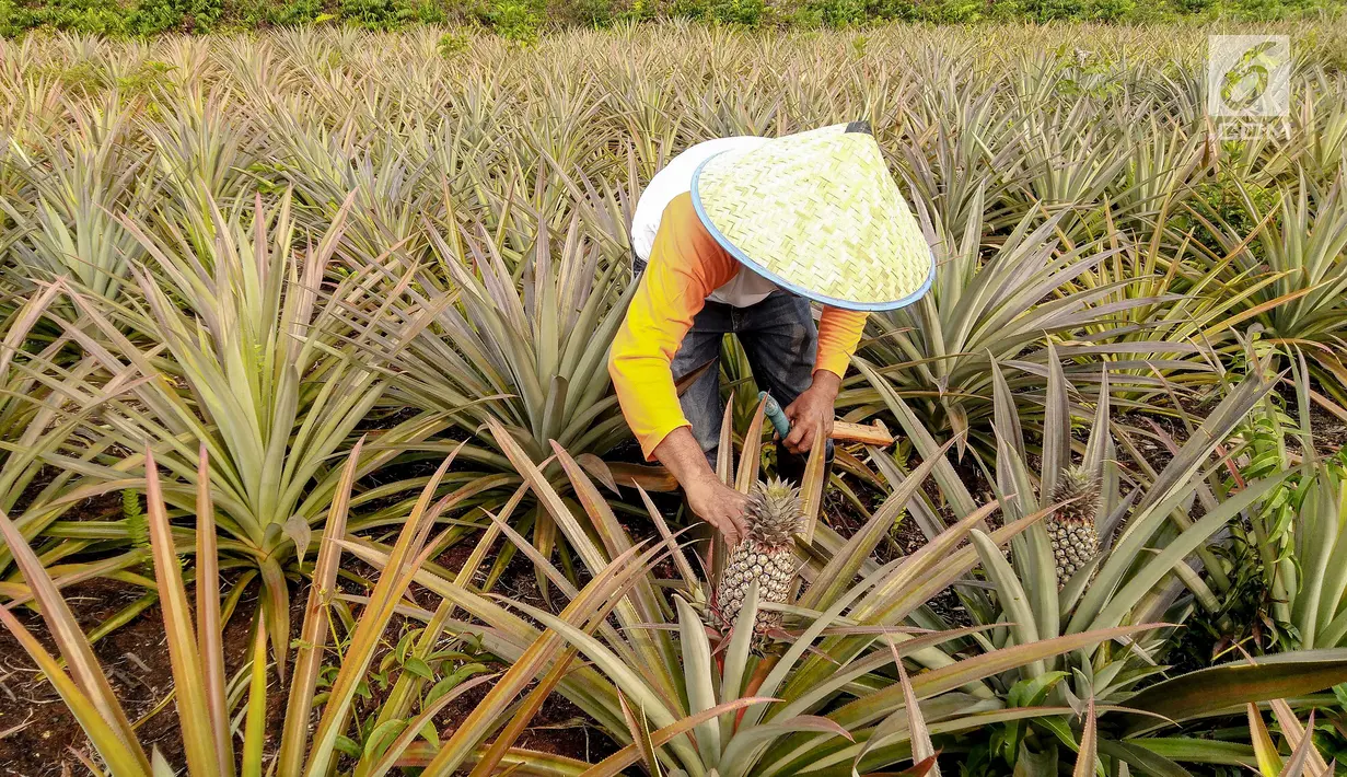 Petani yang tergabung Masyarakat Peduli Api bersama Komunitas Tani Tunas Makmur memetik nanas di Sei Pakning, Bengkalis, Riau, Rabu (11/9/2019). Perkebunan dikelola masyarakat dengan pola kemitraan pasca kebakaran hutan dan lahan dengan menanam nanas. (Liputan6.com/Faizal Fanani)