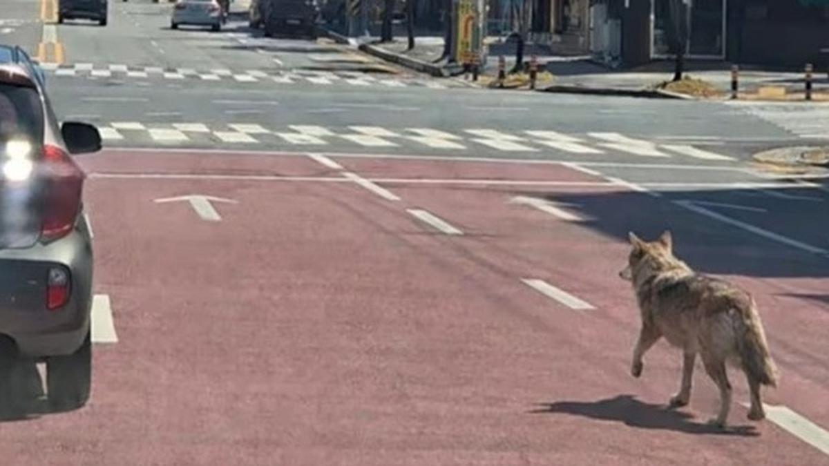 Serigala kabur dari kebun binatang di Korea Selatan — sekolah-sekolah langsung ditutup dan warga panik. Situasi menegangkan yang berakhir dengan penangkapan dramatis.