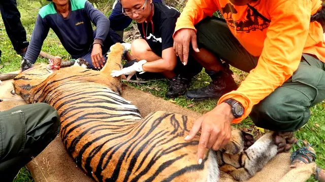 Erni Suyanti Simanis Penyelamat Harimau Sumatra Yang Hampir Punah