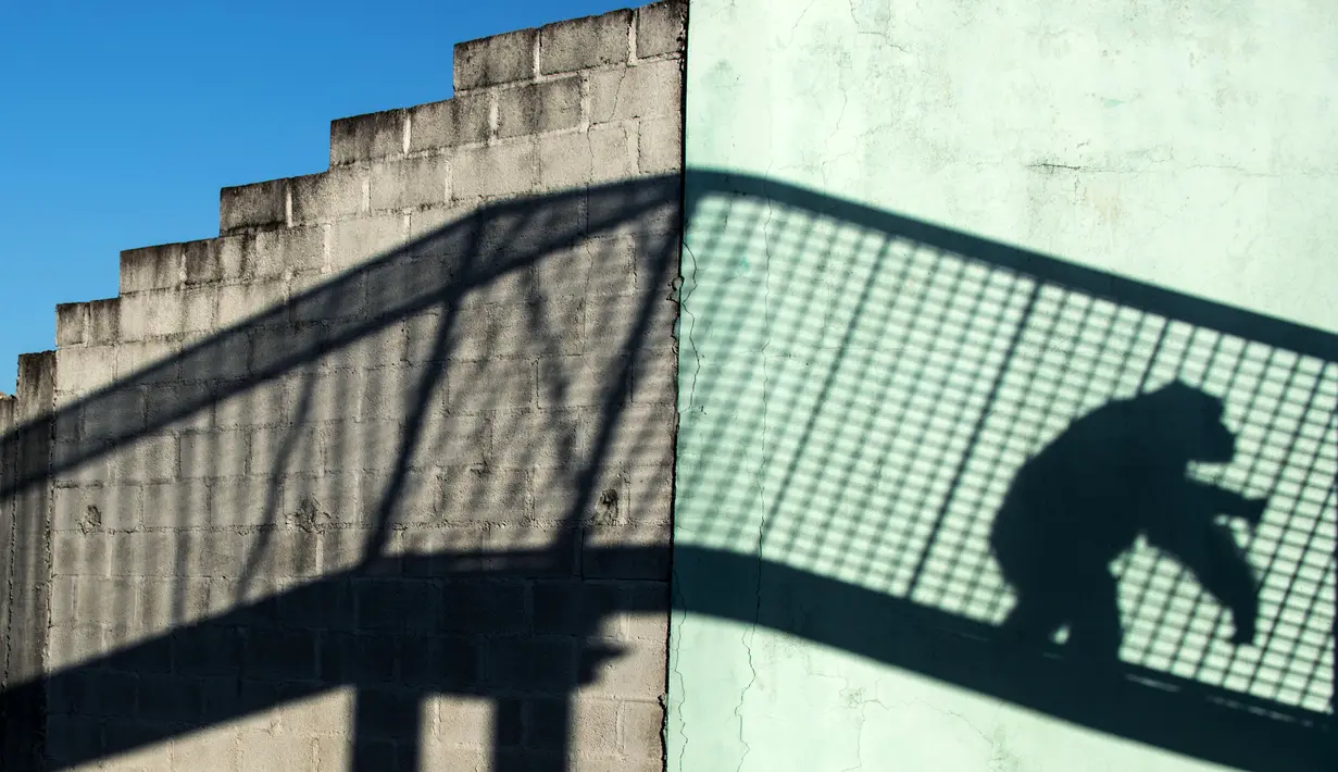 Bayangan simpanse yang sedang bermain di tempat perlindungan di Socoraba, Brasil (28/7). Tempat ini merupakan pusat rehabilitasi untuk simpanse yang sebelumnya berada di kebun binatan.g (AFP Photo/Nelson Almeida)