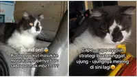 Viral Kucing Terbawa Mobil Kurir Paket Hingga Bandung, Bikin Geleng Kepala (sumber: TikTok/@smileymeeyyy_)