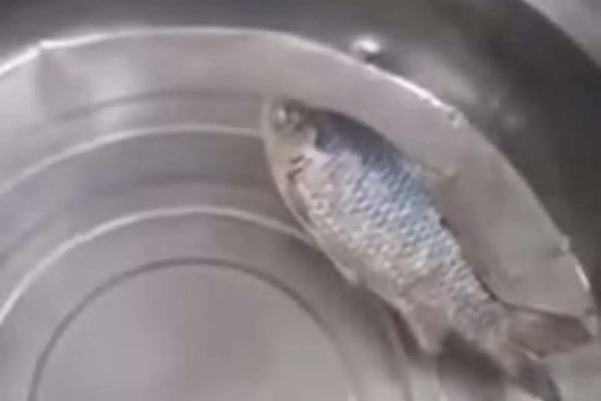 [Bintang] Heboh Video Ikan Beku Hidup Lagi Saat Dimasukkan ke Air