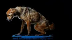 La China difoto saat berada di pusat penampungan anjing Famproa di Los Teques, Venezuela, 16 Agustus 2016, meninggal pada minggu berikutnya setelah foto ini diambil. (REUTERS/Carlos Garcia Rawlins)