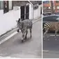 Video Zebra Kabur dari Kebun Binatang di Seoul Ini Bikin Heboh Netizen (sumber: Twitter/GreatApeDad/hyunsuinseoul)