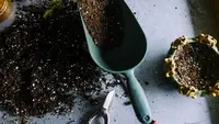 Cara Membuat Pestisida Nabati Tanpa Bahan Kimia untuk Membasmi Hama Tanaman