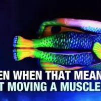 Menakjubkan ilusi optik ini, seorang seniman mengubah manusia menjadi hewan