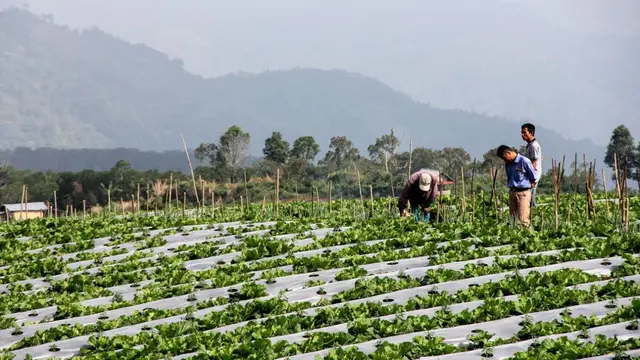 Hasil Riset Pertanian Berkelanjutan Indogreen Jadi Acuan Kebijakan di Pagar Alam