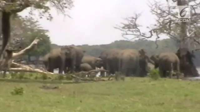 Hampir 300 ekor gajah mengelilingi pemimpinnya yang mati di Sri Lanka. Momen haru ini direkam oleh penduduk lokal di Anuradhapura.
