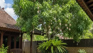 Cara Menanam Pohon Mangga dari Bibit Agar Cepat Besar dan Berbuah