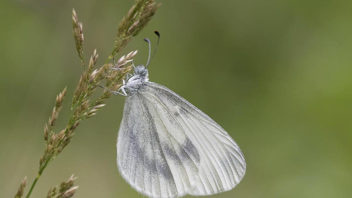 6 Pertanda Alam yang Dipercaya Membawa Ketenangan dan Energi Baik ke Rumah