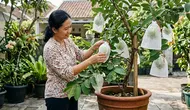 7 Jenis Pupuk untuk Jambu Kristal di Pot agar Rajin Berbunga dan Berbuah