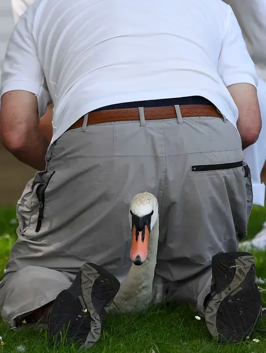 Petugas mencatat dan menandai angsa dalam Swan Upping di Shepperton, Inggris (18/7). Tradisi unik penghitungan angsa ini dimulai sejak abad 12 dan telah berusia sekitar 900 tahun. (REUTERS/Toby Melville)