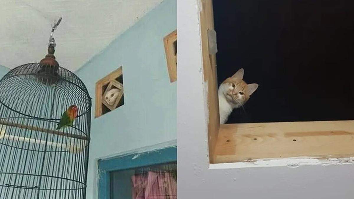 10 Potret Kocak Kucing Lagi Mengintip Ini Terlihat Menggemaskan