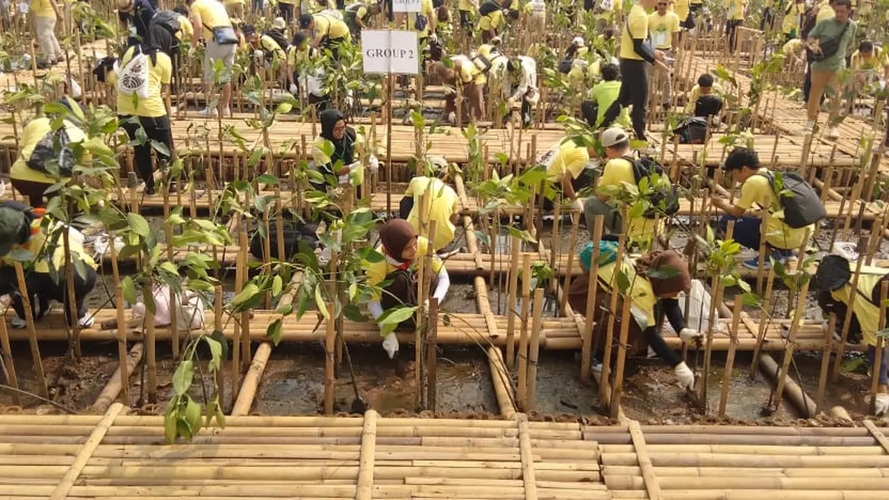 Penanaman Mangrove