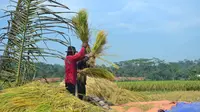 Petani di sejumlah daerah di Banyumas dan Cilacap mulai panen. (Foto: Liputan6.com/Muhamad Ridlo)