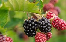 Rumah dengan Teras Terbuka Jadi Cantik saat Ditanami 10 Buah-buahan Berpohon Pendek yang Tahan Panas